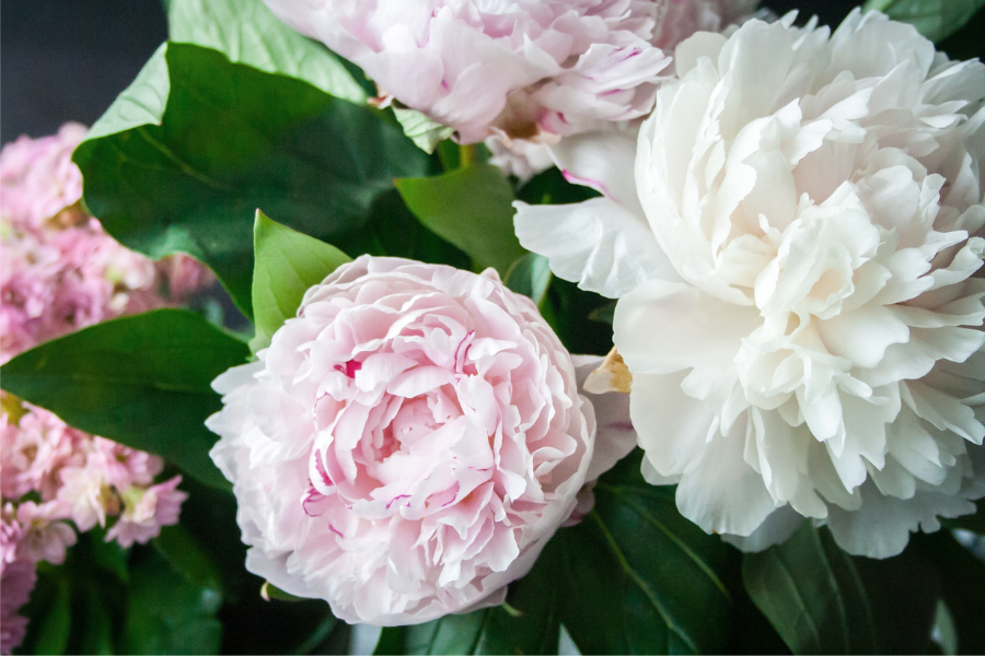 białe i różowe piwonie